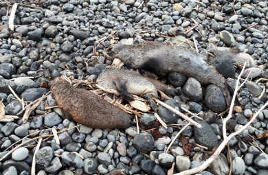 dead-seals-390.jpg