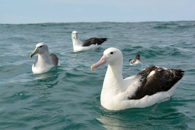 An example of seabirds that can be seen around coastal NZ waters. Clockwise from front: Southern royal albatross, Salvin's albatross, white-capped albatross, and a Cape petrel off Kaikoura. Photo: Katherine Clements. 