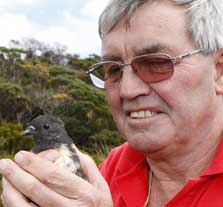 John Davies, Fiordland Conservation Trust, releasing a kakaruai, South Island robin. Photo: Barry Harcourt.