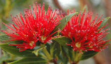 Rata flower. Photo: G. Dainty.