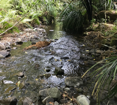 Butterfly Creek, East Harbour Regional Park