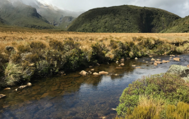 Stream in Ahukawakawa Swamp, Egmont National Park