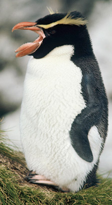 Snares crested penguin calling, showing tongue. Photo: Rod Morris.