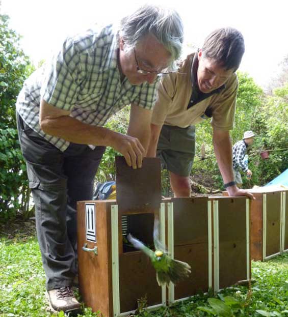 Orange-fronted parakeet release. 