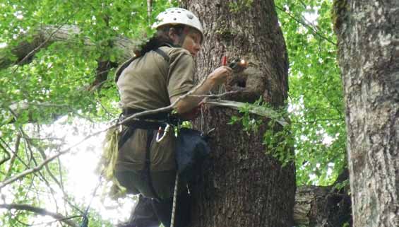 Lucy Garrett checking an active nest, Poulter Valley. 