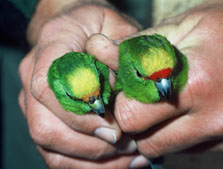 Comparison of yellow-crowned and orange-fronted parakeet. Photo: P. Jansen. 