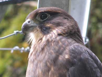 NZ falcon/kārearea. 