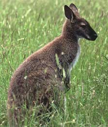 Bennett's or red-necked wallaby, Hunters Hills near Timaru. 
