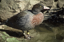 Blue duck/whio. Photo: C S Robertson.