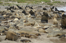 New Zealand sea lion colony on the Auckland Islands. Photo: Louise Chilvers. 