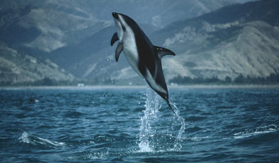 Dusky dolphin leaping out of the water.
