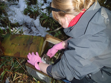 Clearing a stoat trap.