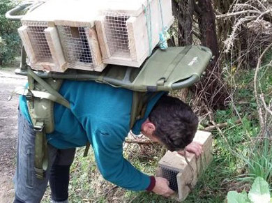 Man installing a trap.