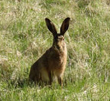 Brown hare. 