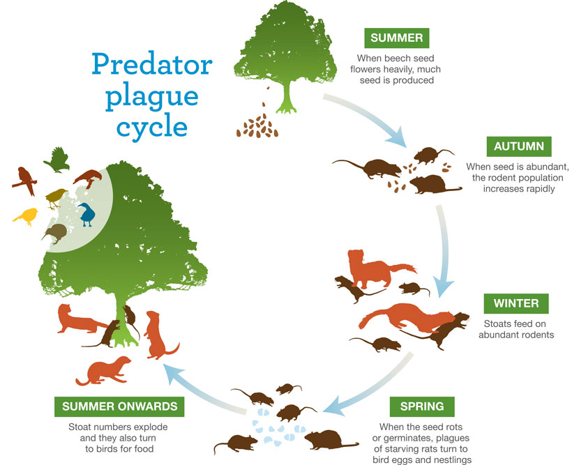 what is a predator prey cycle