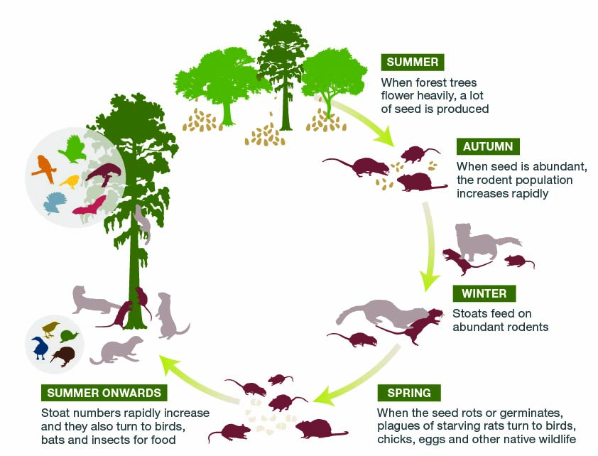 Predator plague cycle. 