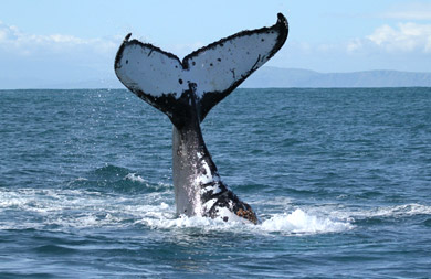 Humpback whale with tail flukes. 