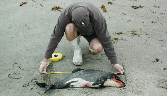 Ranger measuring dead dolphin calf.