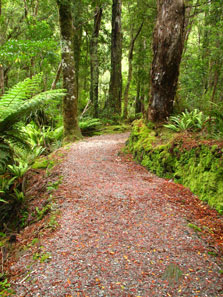 Track to Lake Wombat. Photo: K Henderson.