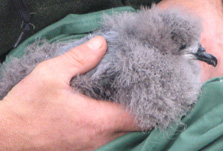 Chatham petrel chick, Pitt Island. Photo: Nathan McNully.