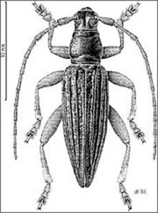 Pitt Island longhorn beetle. Illustration copyright: D.W. Helmore/Manaaki Whenua-Landcare Research Ltd.