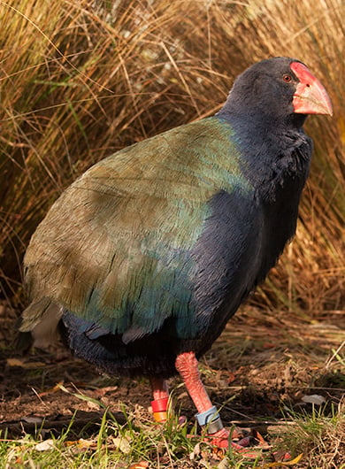 Image of takahe with blue-green feathers, rewd beak and large legs