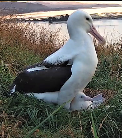 Adult albatross with chick in guard stage.