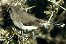 Grey warbler. Photo: M.F. Soper. 
