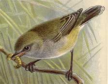 Drawing of grey warbler perched on a branch. From Buller, Walter Lawry. A History of the Birds of New Zealand. Out of copyright.