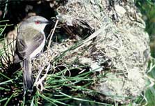 Grey warbler at nest. Photo: J.L. Kendrick.