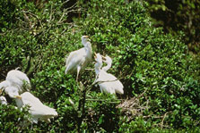 White heron colony. Photo: D Murray.
