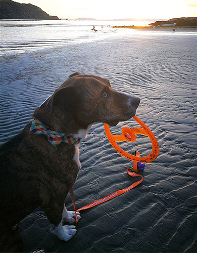 A dog on leash sits on the beach while holding a bright orange round toy in their mouth.
