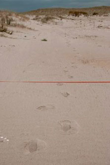 Footprints on sand. 