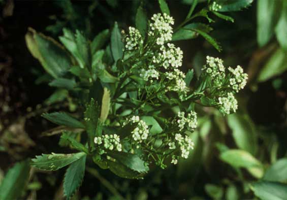 Cook's scurvy grass. Photo: Peter de Lange. 