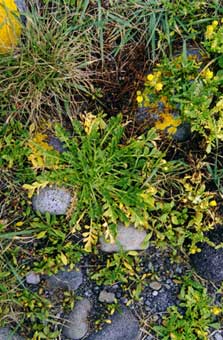 Lepidium flexicaule. Photo: Rebecca Stanley.