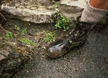 Foot next to Lepidium flexicaule. Photo: Peter de Lange.