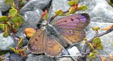 Lycaena butterfly. 