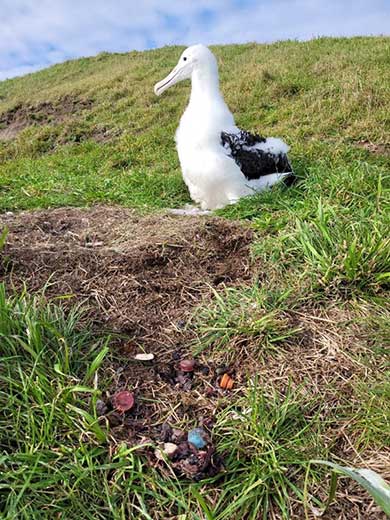regurgitated-plastic-next-to-an-albatross-nest-390.jpg
