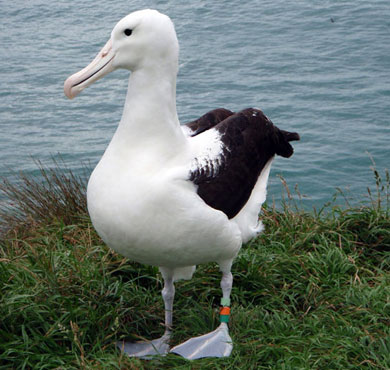 toroa-albatross-390.jpg