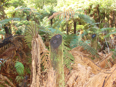 Ponga stumps cut in Rotoehu Conservation Area by the offenders. 