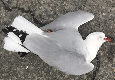 dead-red-billed-gull-kaikoura-sabrina-luecht-390.jpg