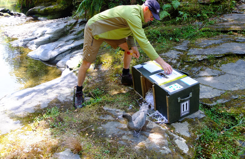 DOC ranger releases whio. 