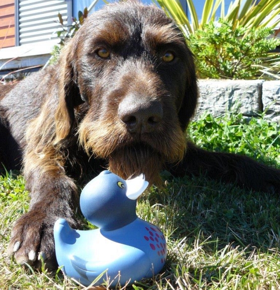 Oska the species dog with a rubber blue duck. Photo: Andrew Smart.