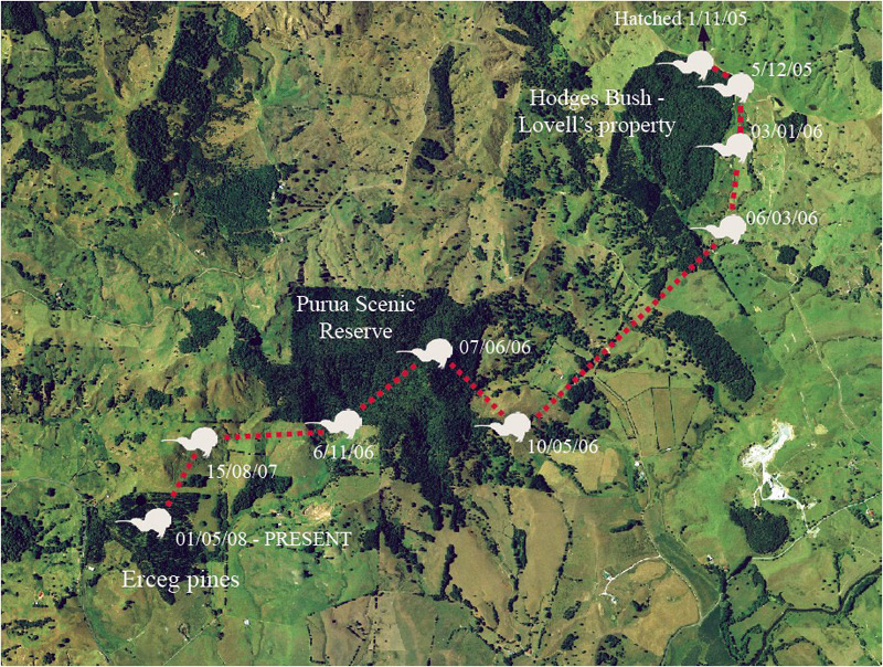 Map showing the movements of Noodle the Northland brown kiwi. 