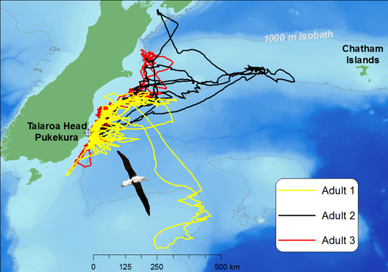 Map showing GPS tracks of albatross. 