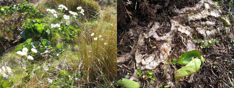 Tahr damage to the Mount Cook lily.