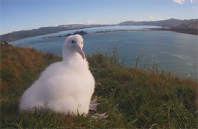 Albatross chick Amīria