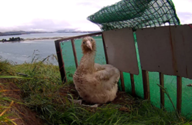 Albatross chick Tumanoko