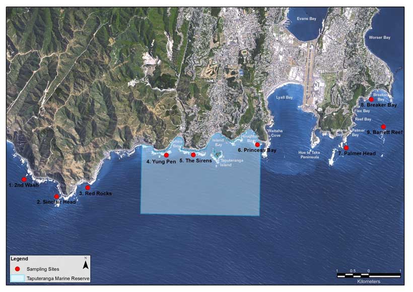 Taputeranga Marine Reserve monitoring sites. 