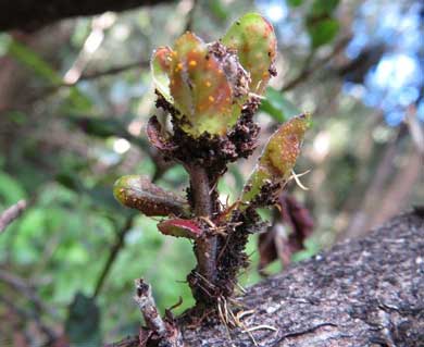 Myrtle rust on pohutukawa on Raoul Island. 